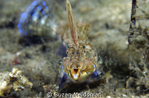 A Male Dragonet rattles his tail and fanning his fins to ... by Suzan Meldonian 